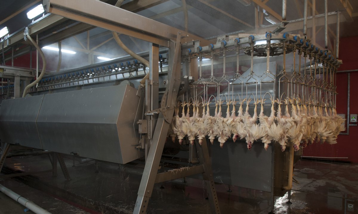 Equipment for slaughtering and primary processing of poultry